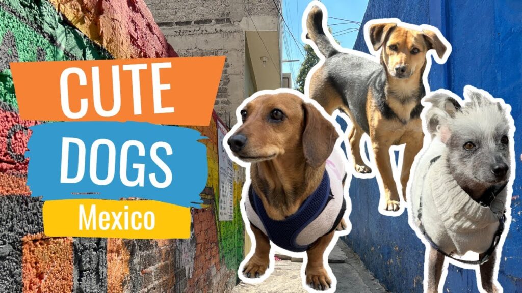 dogs in mexico city